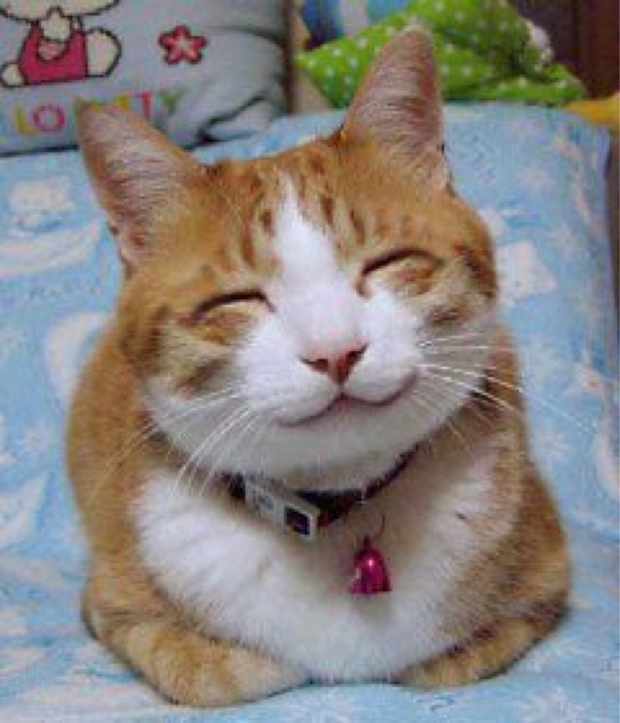 Happy relaxed cat with eyes closed — some cats drool when content