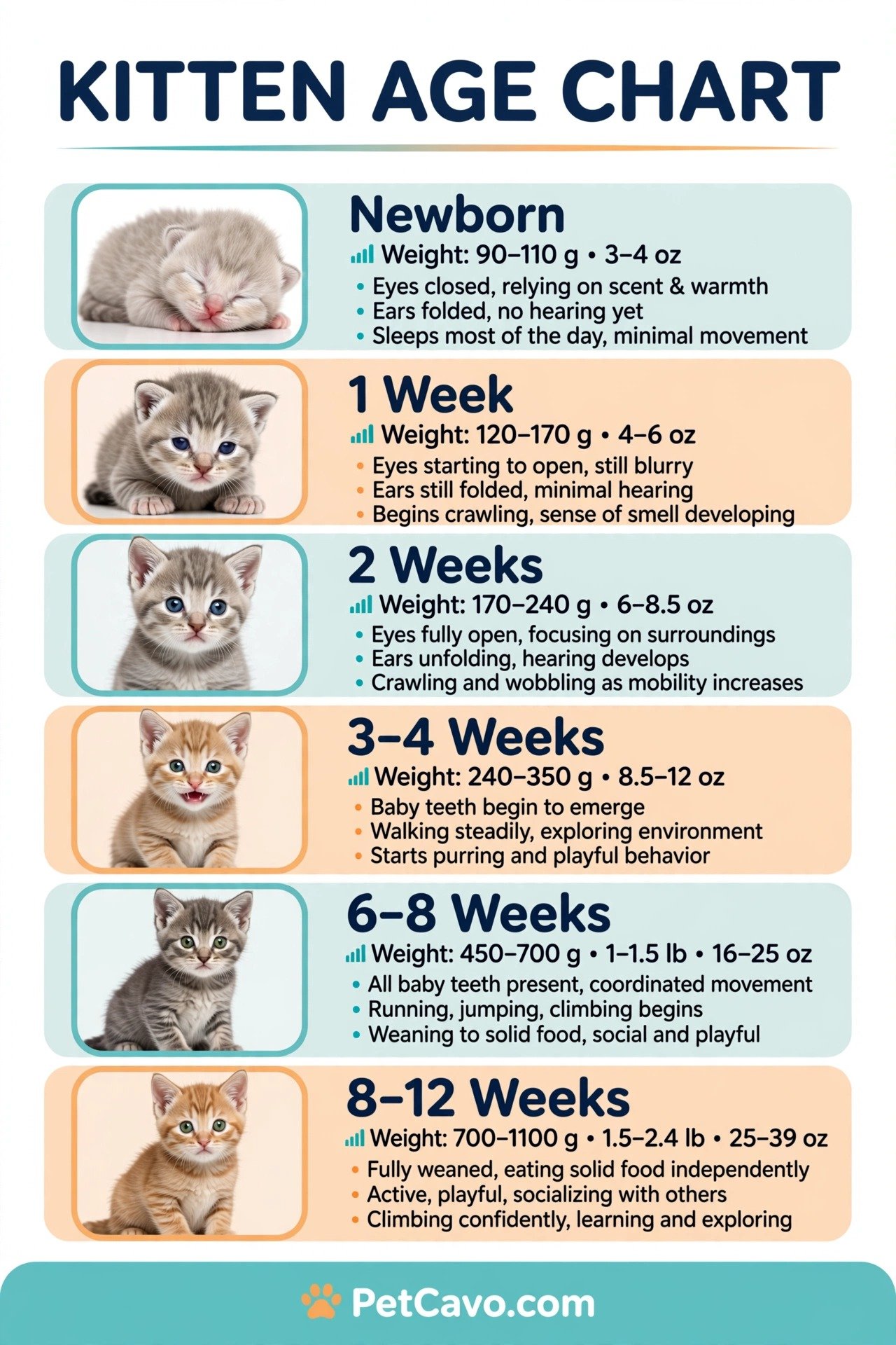 Kitten age chart showing kitten development from newborn to 12 weeks with photos, weights in grams and ounces, and milestones