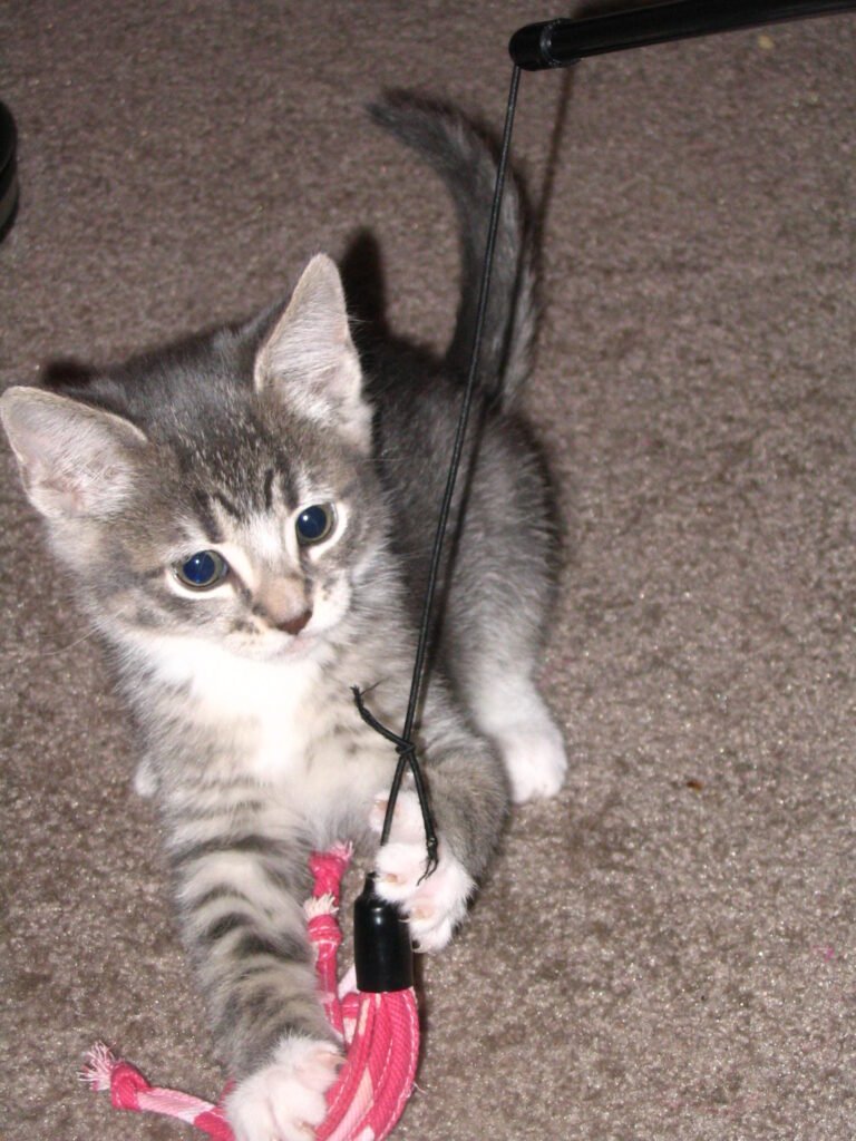 Grey tabby kitten playing with a pink lure toy dangling from a fishing rod