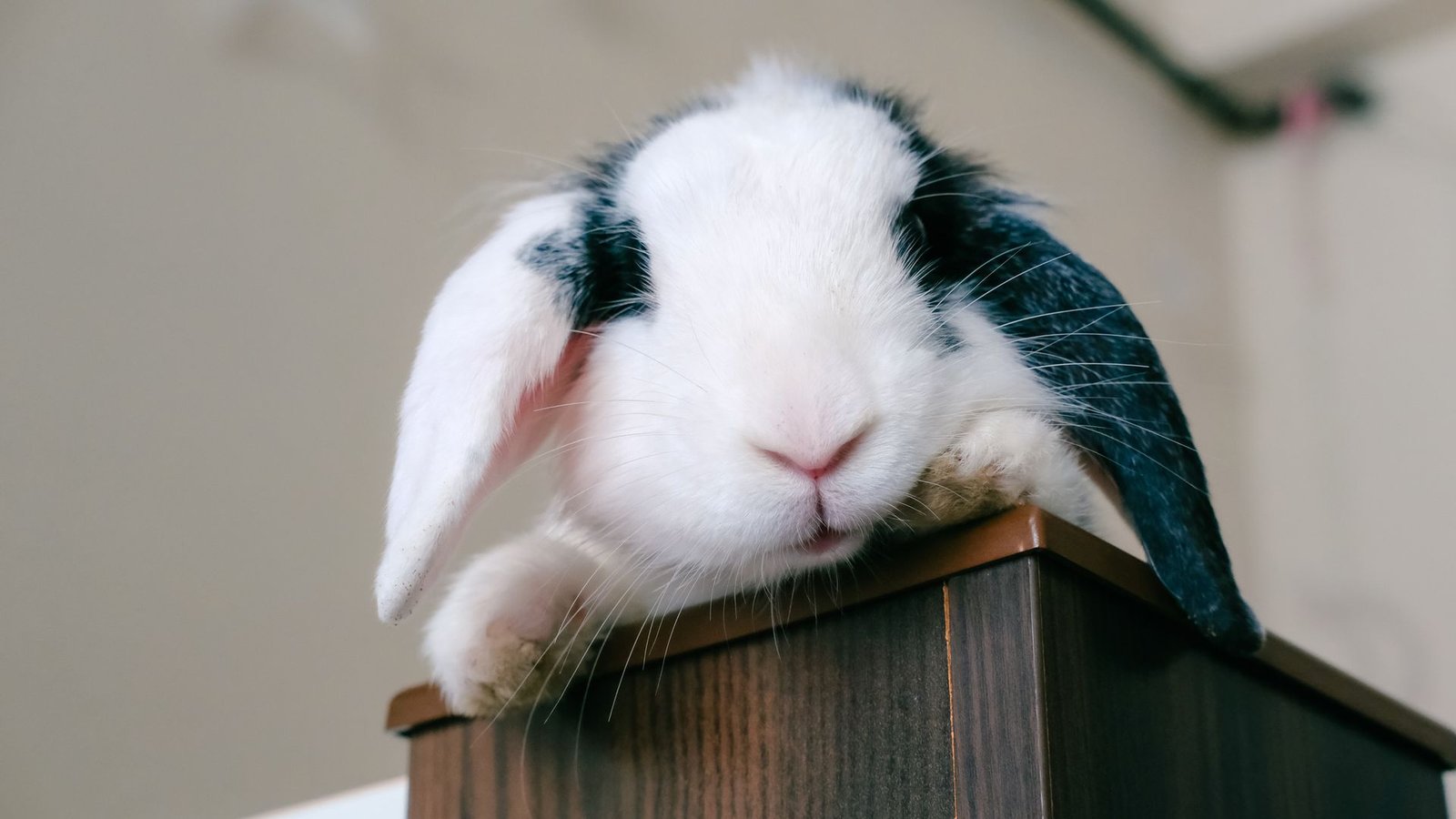 Close-up of a lop-eared rabbit