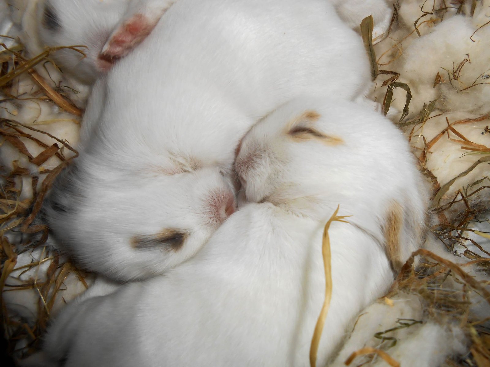 What Do Baby Bunnies Eat? Week-by-Week Guide (0–8 Weeks)