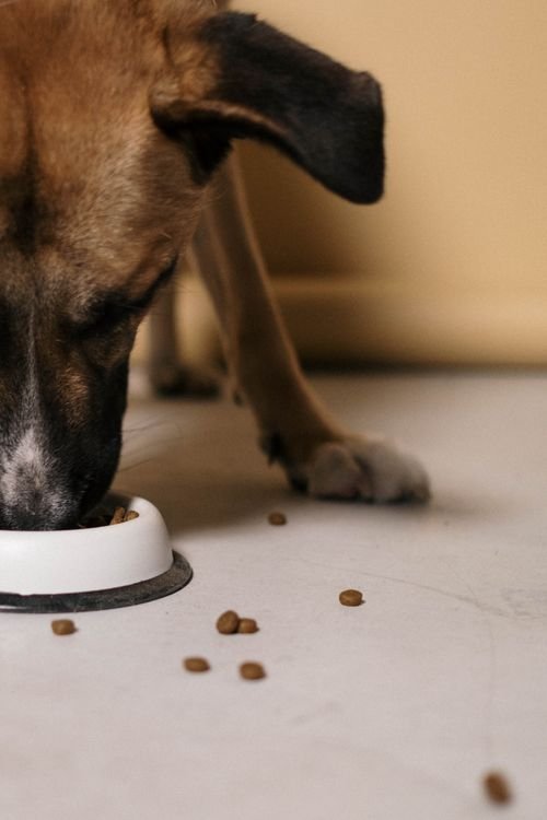 Dog eating from a bowl on the floor