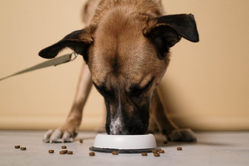 Brown dog eating kibble from a white bowl