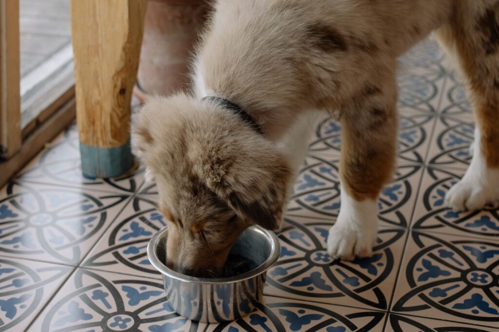 Australian Shepherd puppy eating from a metal bowl on patterned tile