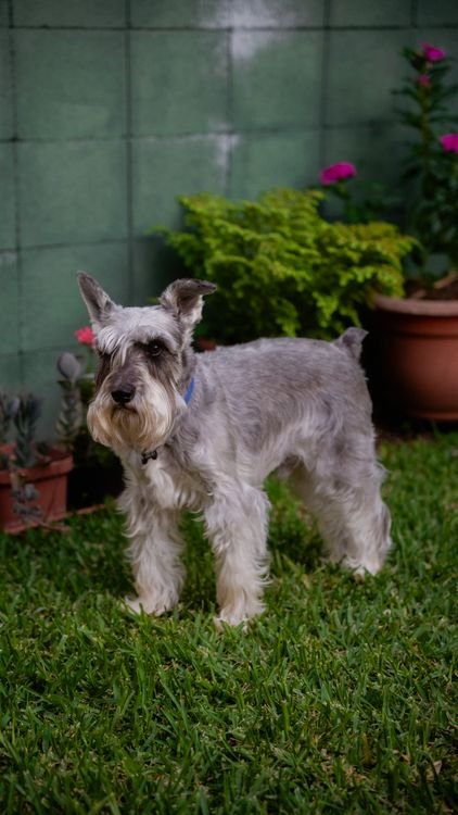 Schnauzer standing on lush green grass in a garden yard