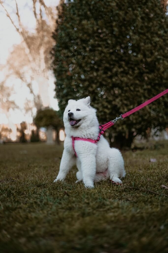 Samoyed puppy on a pink leash sitting on grass in a park