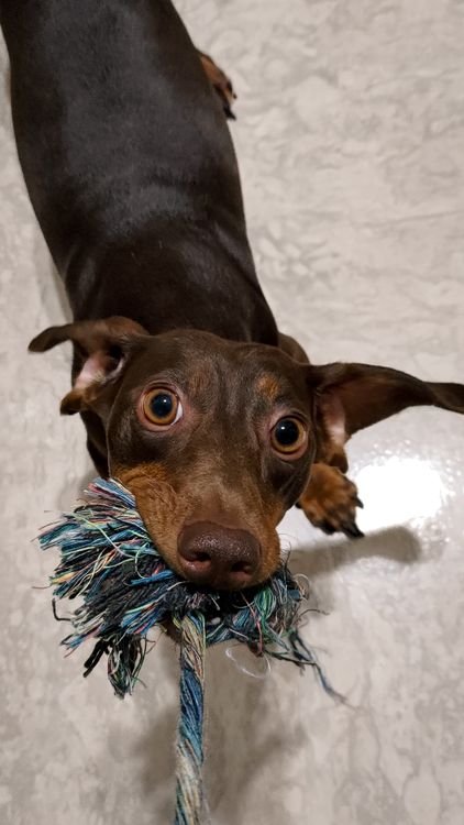 Dachshund tugging a rope toy indoors