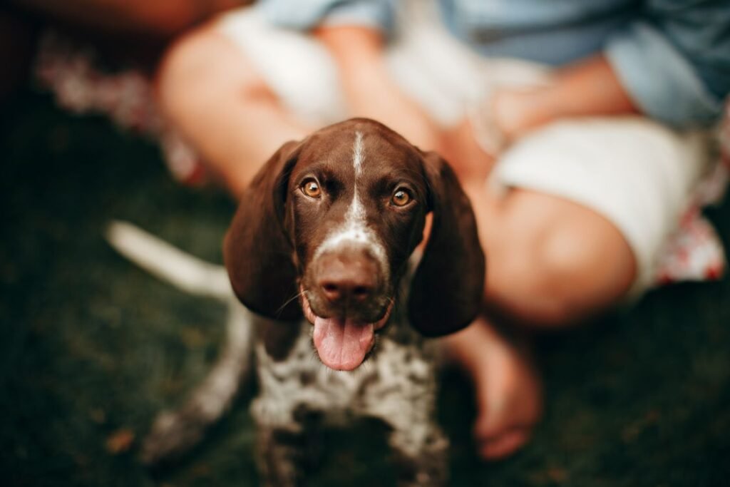 German Shorthaired Pointer puppy sitting outdoors with owners, looking at camera