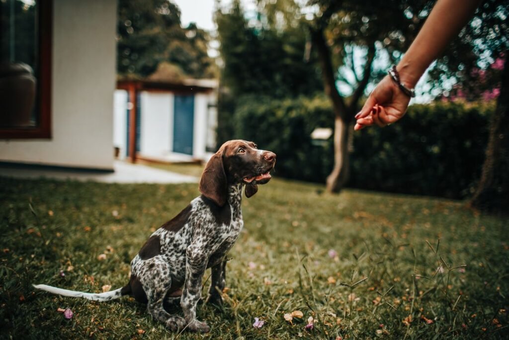 Puppy learning commands outdoors with a hand offering a treat