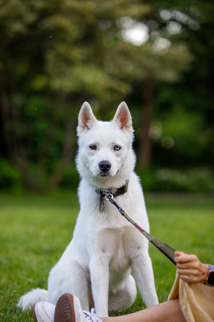White shepherd dog sitting on grass in a park with leash