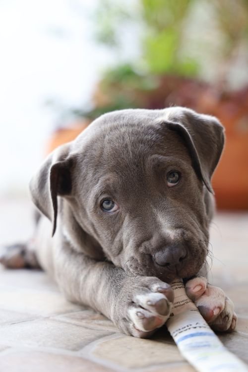 Pitbull puppy chewing a rope toy indoors