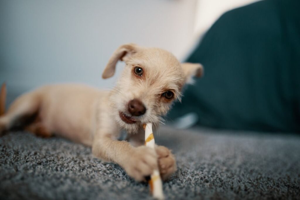 Puppy chewing a stick on a carpet indoors