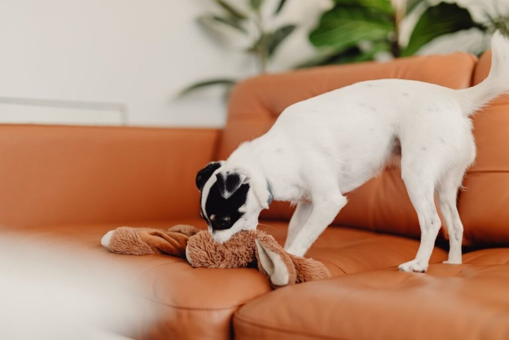 Small dog biting a plush toy on a brown leather sofa