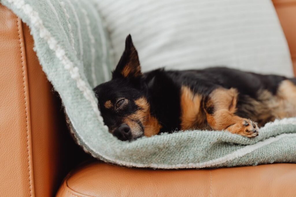 Small dog sleeping under a blanket on a leather sofa
