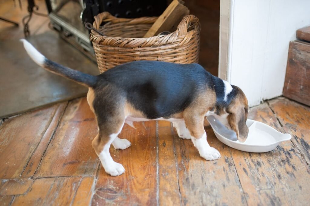 Beagle puppy eating by a wicker basket