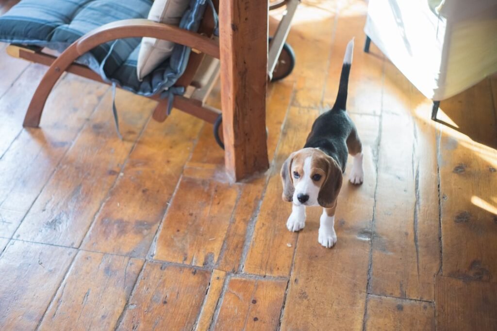 Beagle puppy standing on a wooden floor indoors