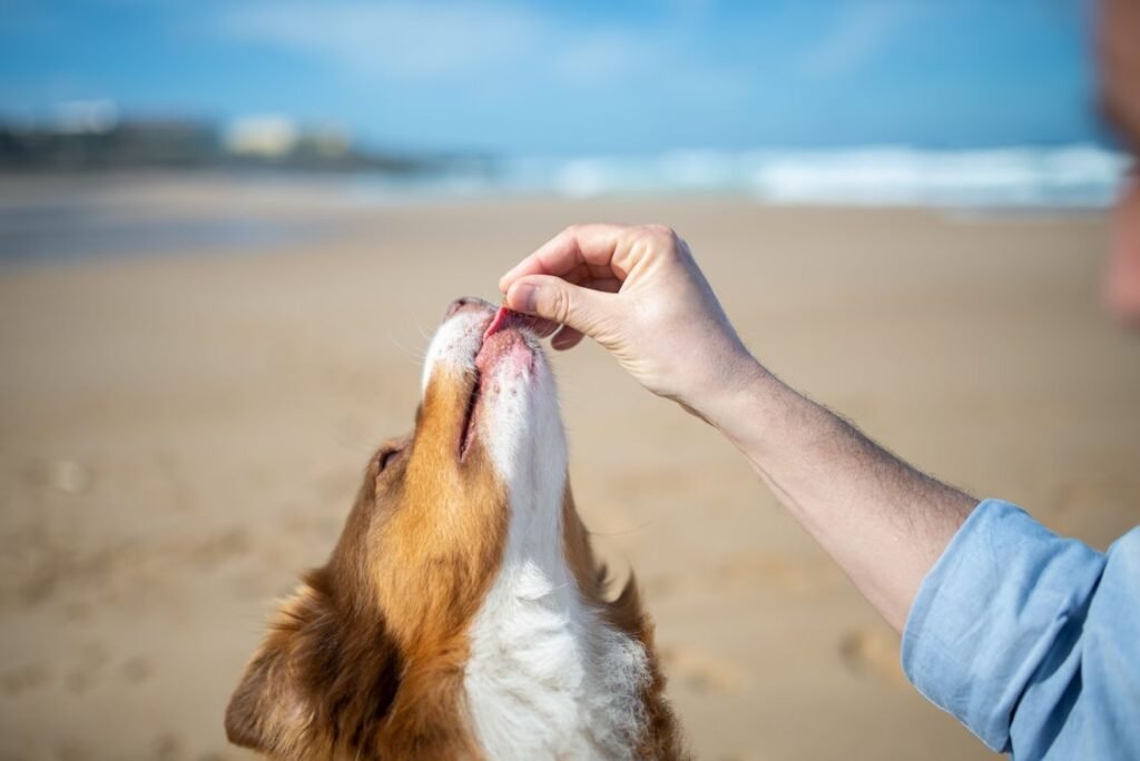 Dog receiving a treat from a hand on a sunny beach