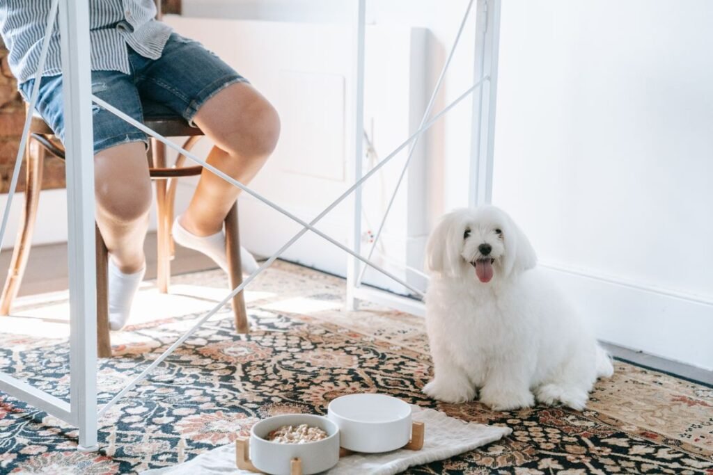 Fluffy white dog sitting next to food bowls on a patterned rug