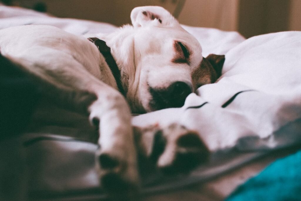 Jack Russell Terrier sleeping peacefully on a bed