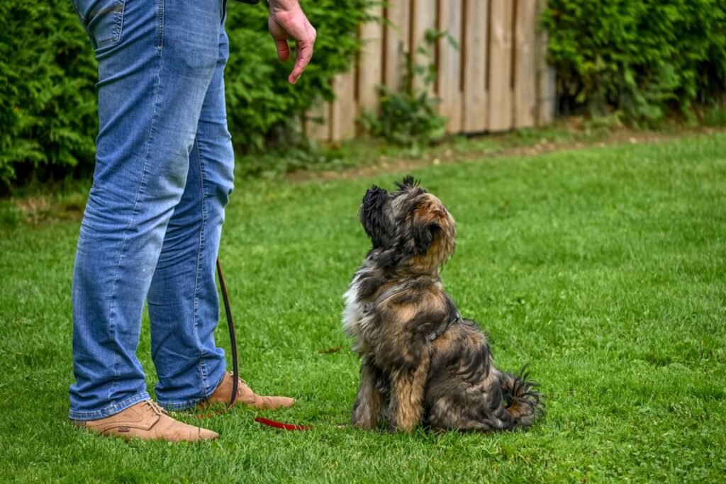 Tibetan Terrier sitting attentively for training in a backyard