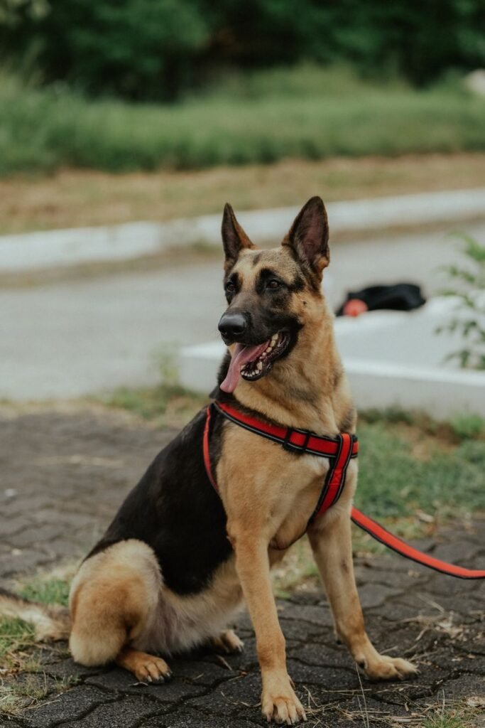 German Shepherd sitting on pavement with a red leash
