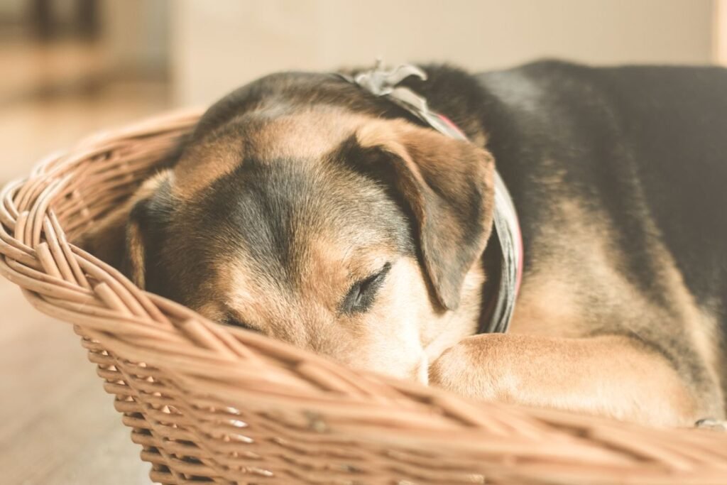 Puppy sleeping peacefully in a wicker basket