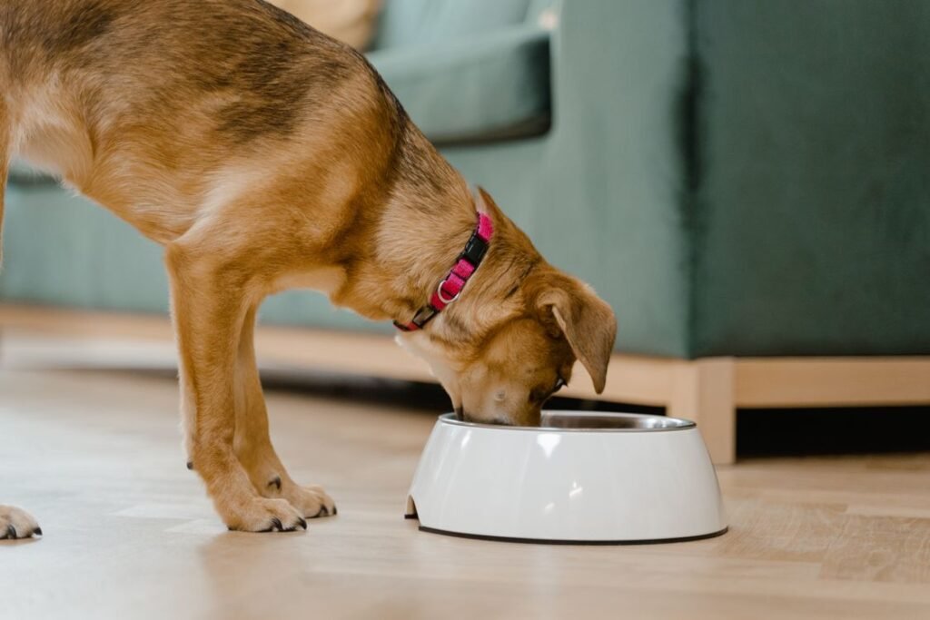 Dog eating from a white bowl inside a home