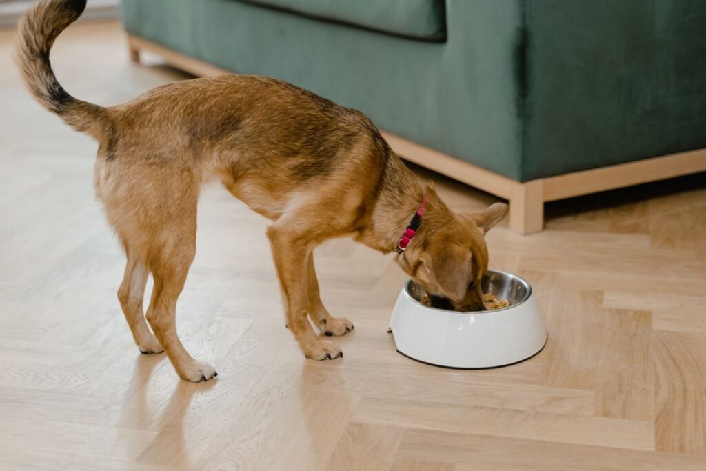 Small brown dog enjoying a meal from its bowl