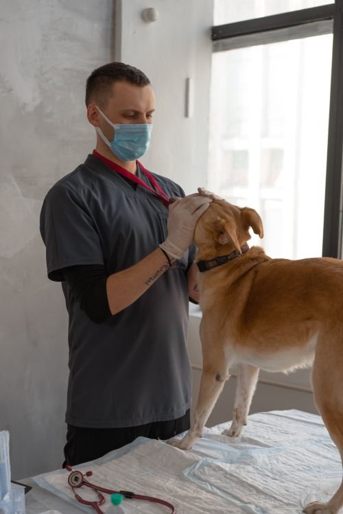 Veterinarian examining a dog in a clinic