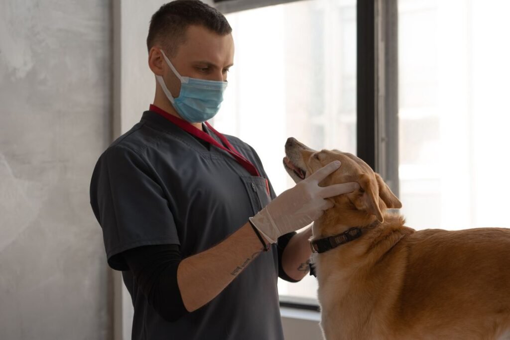 Veterinarian in mask examining a dog in a clinic