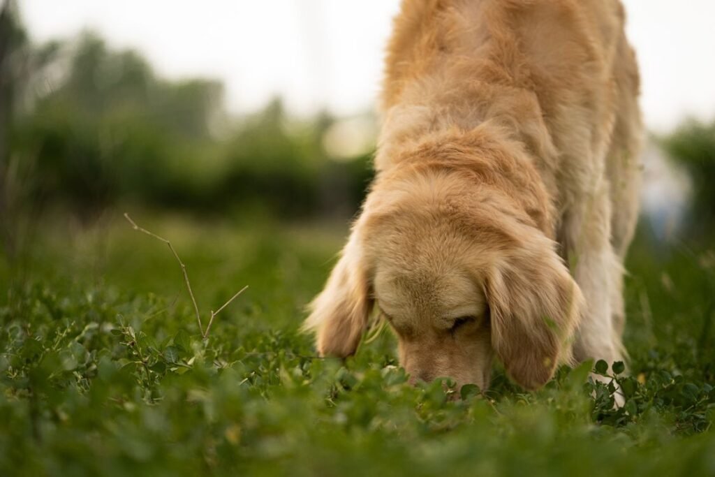 Golden Retriever sniffing green grass