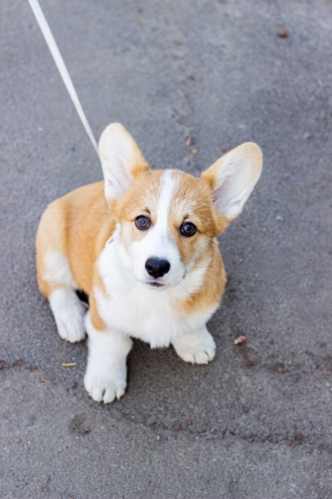 Corgi puppy sitting on pavement looking up