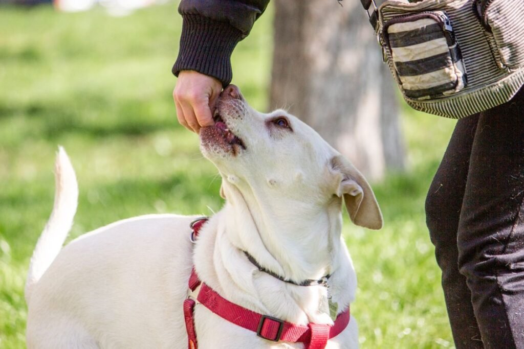 Labrador Retriever receiving a treat during outdoor training