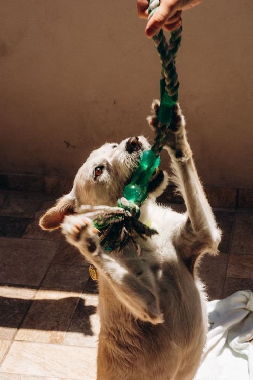 Dog playing tug-of-war with a rope toy indoors