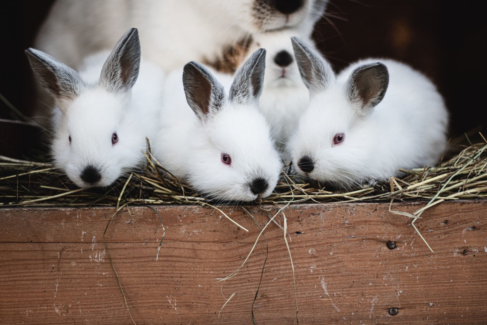 Three fluffy white baby bunnies resting in hay