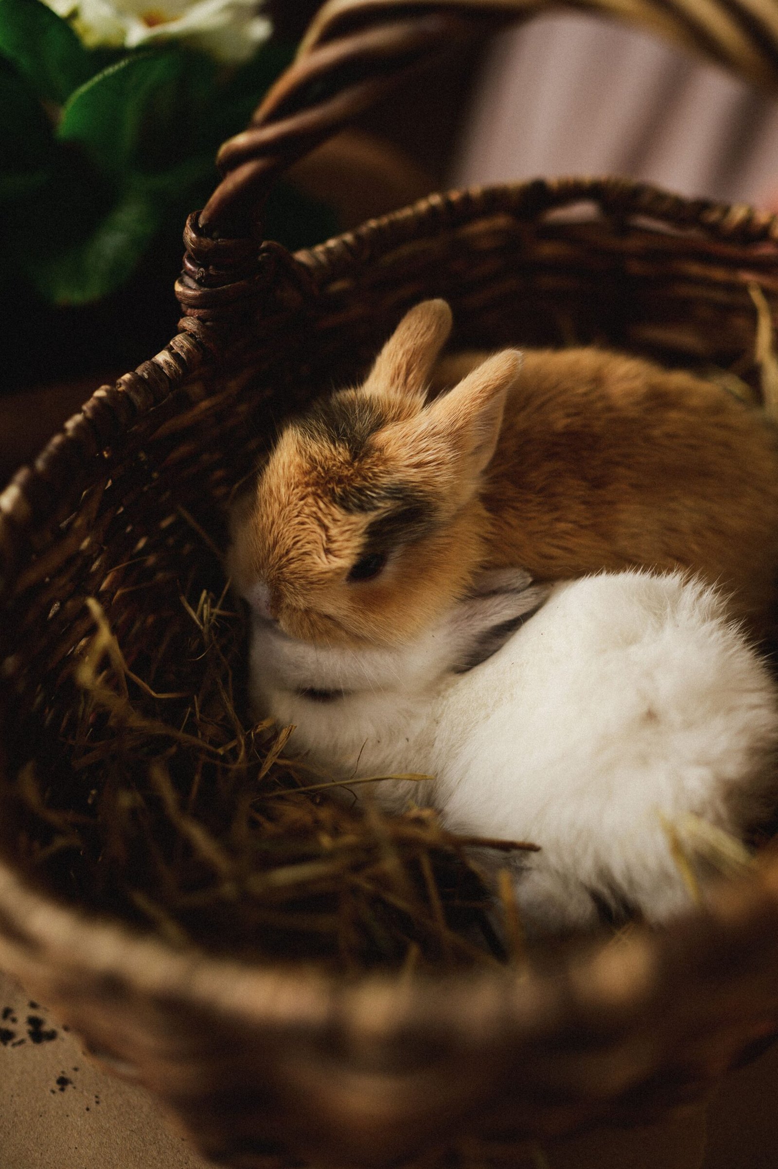Two baby rabbits resting in a wicker basket surrounded by hay