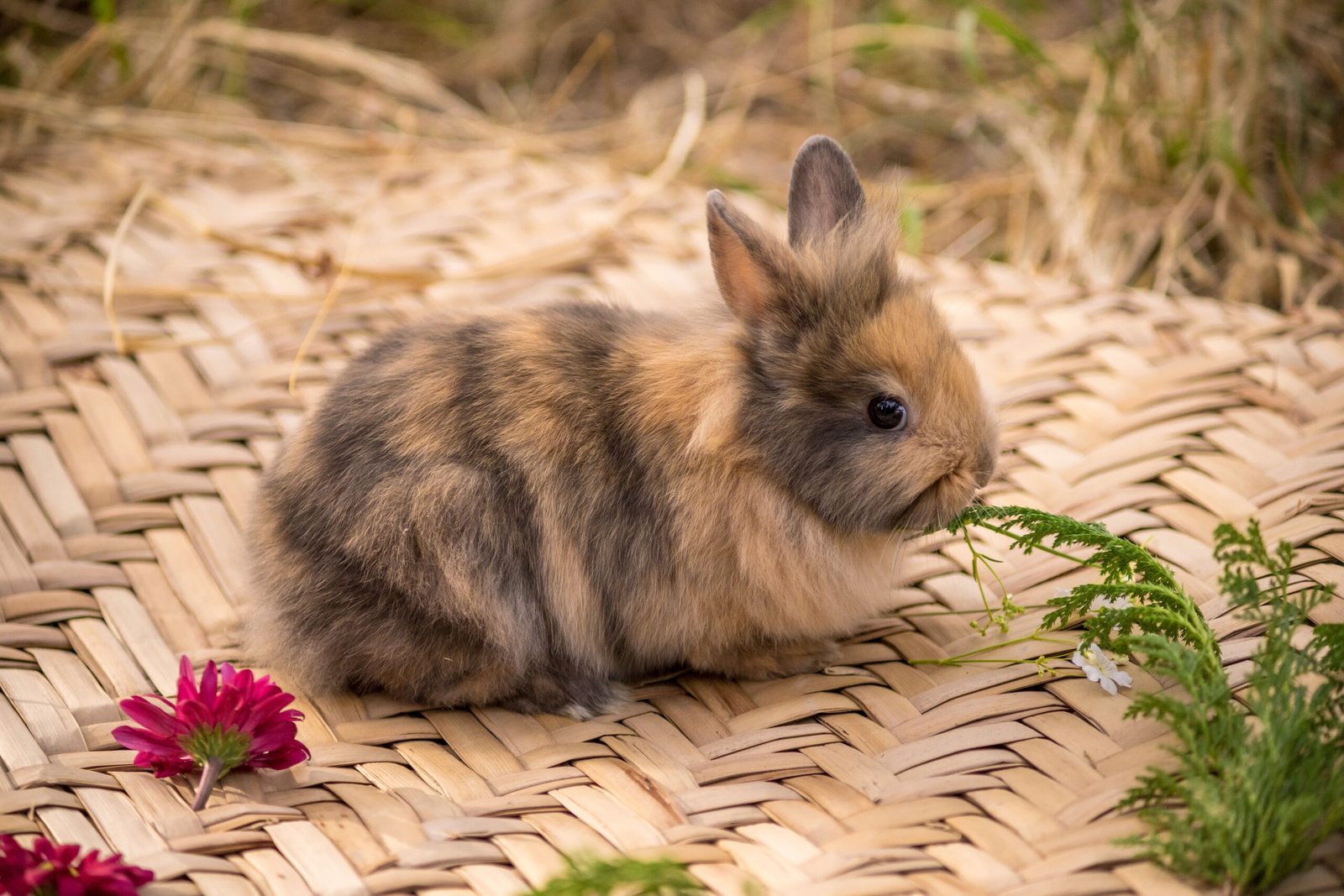 Fluffy baby rabbit nibbling green ferns on a woven mat