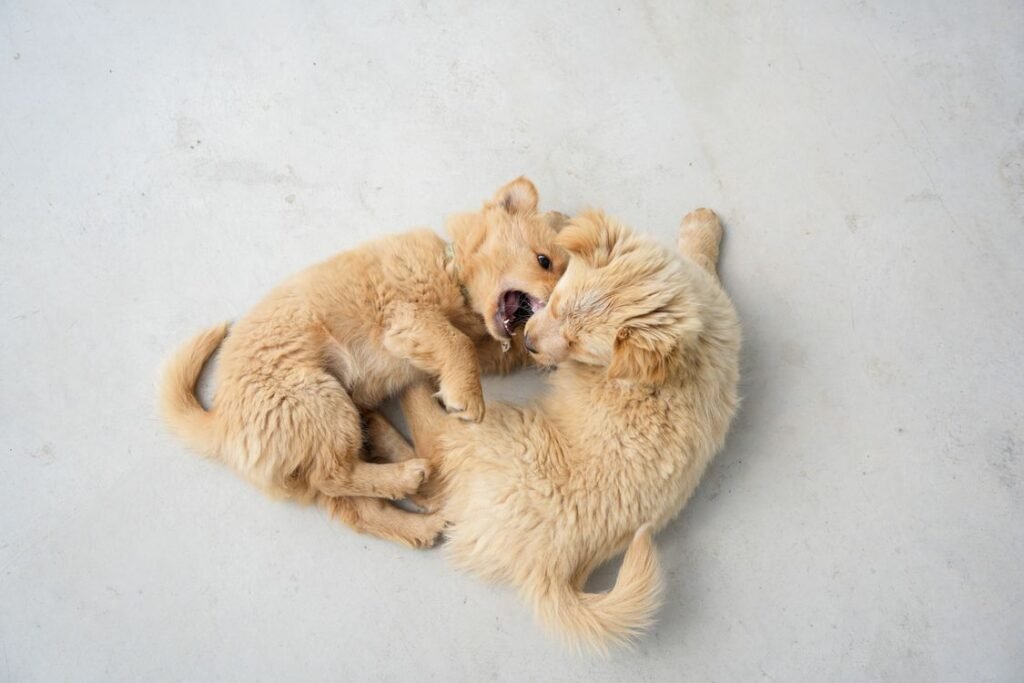 Two golden retriever puppies playfully wrestling