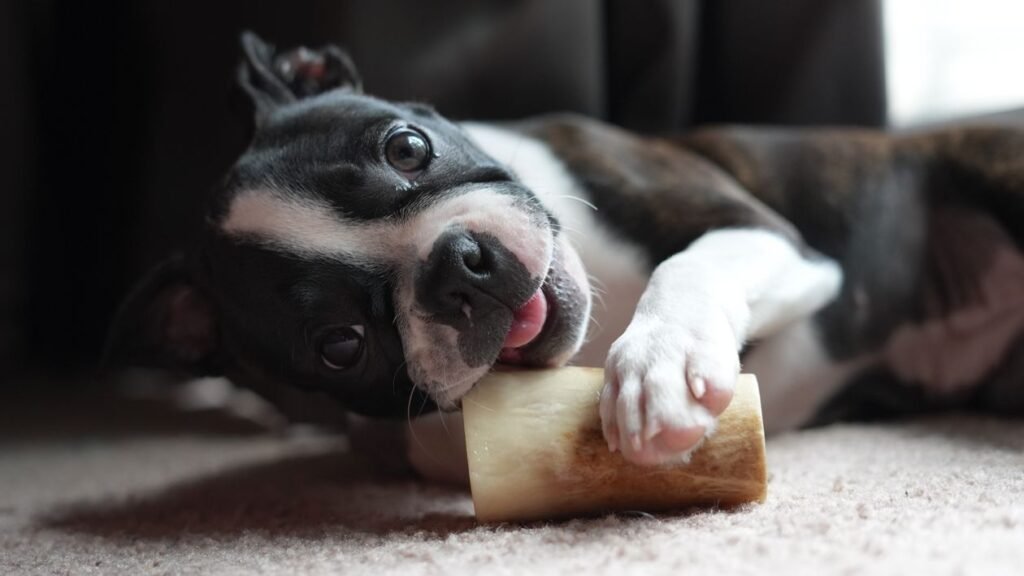 Boston Terrier chewing on a bone