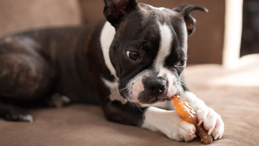 Boston Terrier puppy chewing a toy on a couch
