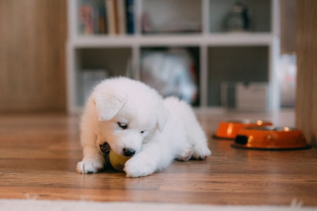 Samoyed puppy playing with a ball indoors