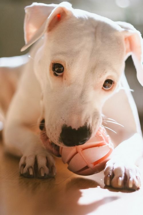 White Dogo Argentino puppy chewing a pink ball