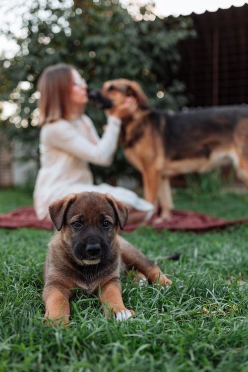 Puppy playing on green grass with woman and dog in a backyard