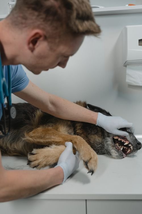 Veterinarian examining a German Shepherd teeth during a clinic checkup