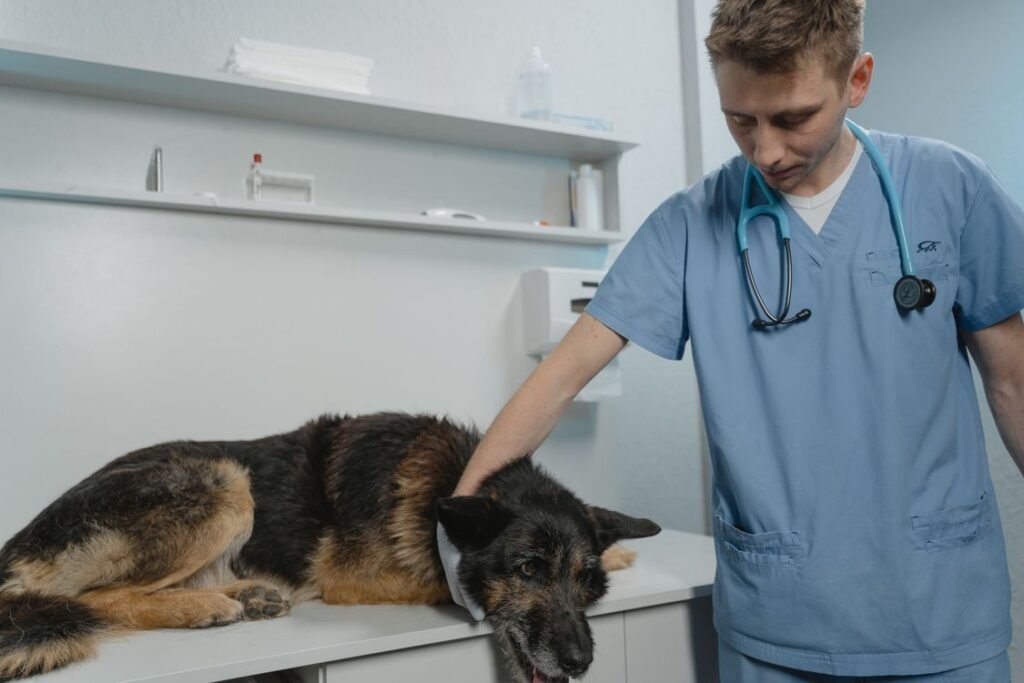 Veterinarian examining a German Shepherd on a clinic table