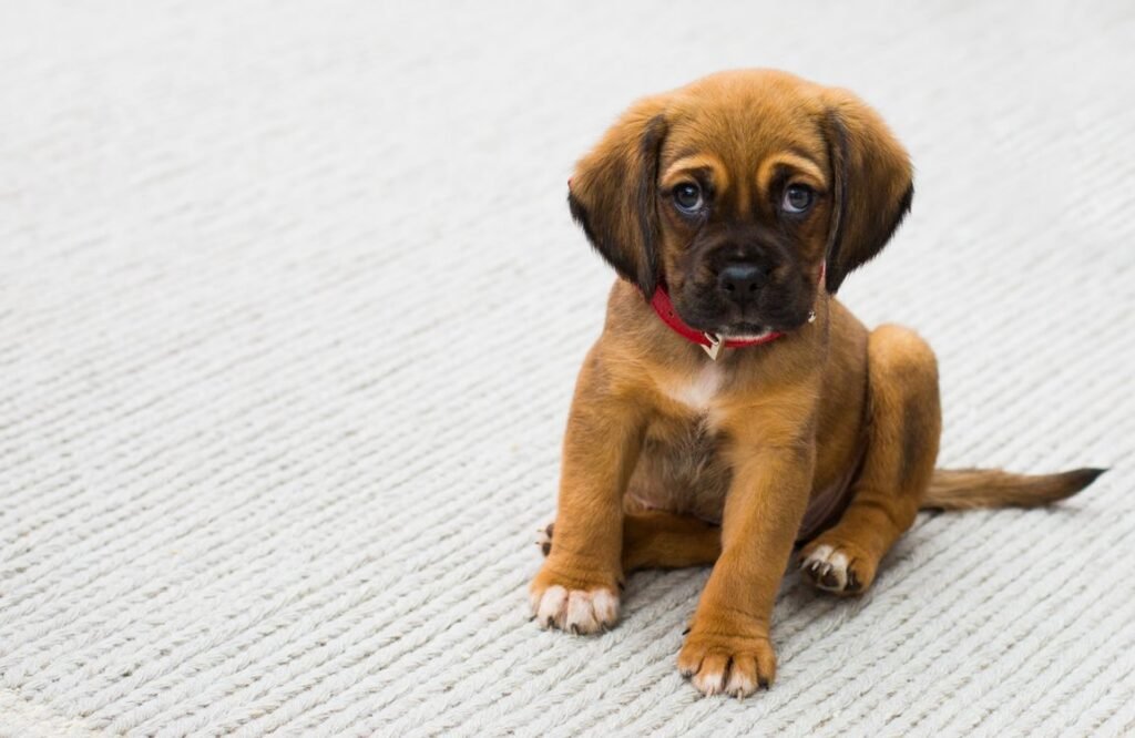 Cute puppy with a red collar sitting on a light carpet indoors