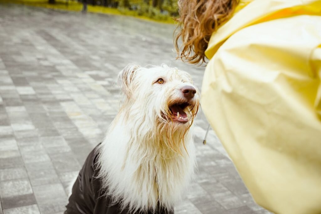 White dog with owner in a yellow raincoat on a rainy day
