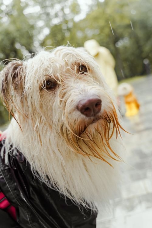 Wet dog wearing a black coat in the rain