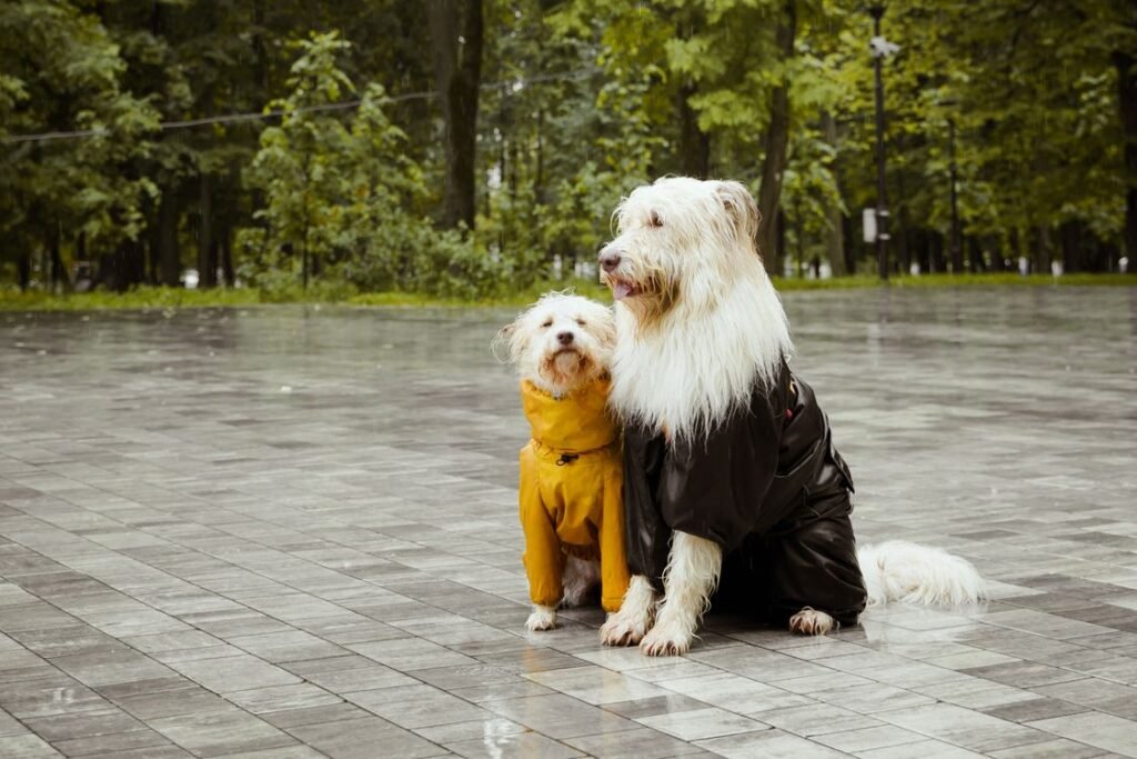 Two dogs in raincoats sitting on a wet square in the rain