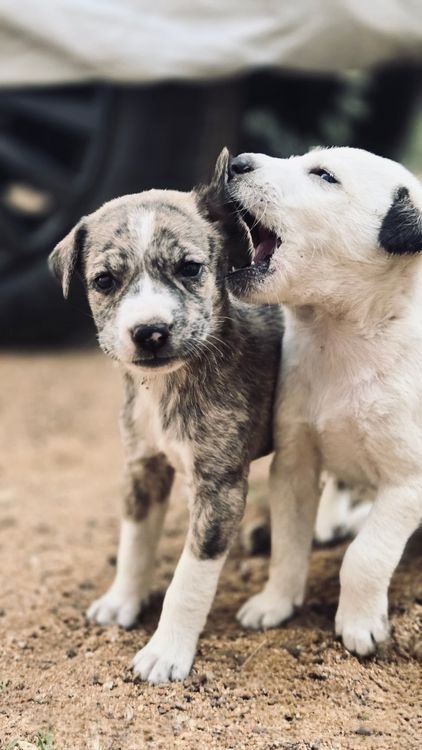 Two playful puppies interacting on a dirt path